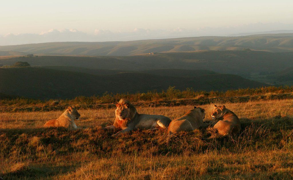 Gondwana Game Reserve Herbertsdale Esterno foto