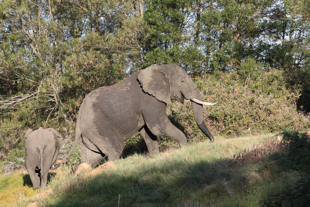 Gondwana Game Reserve Herbertsdale Esterno foto