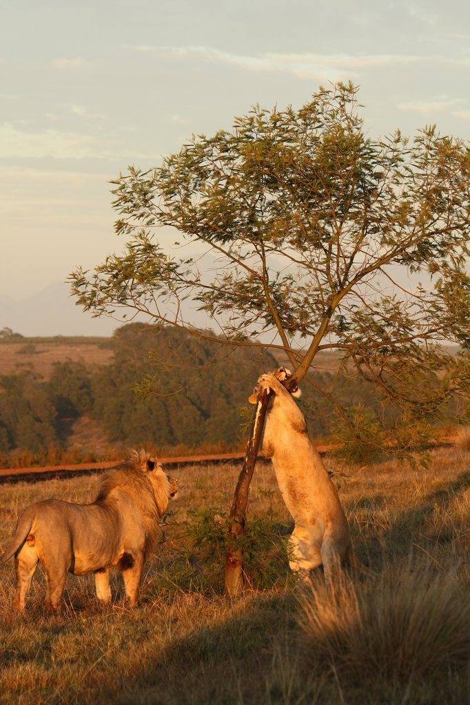 Gondwana Game Reserve Herbertsdale Esterno foto