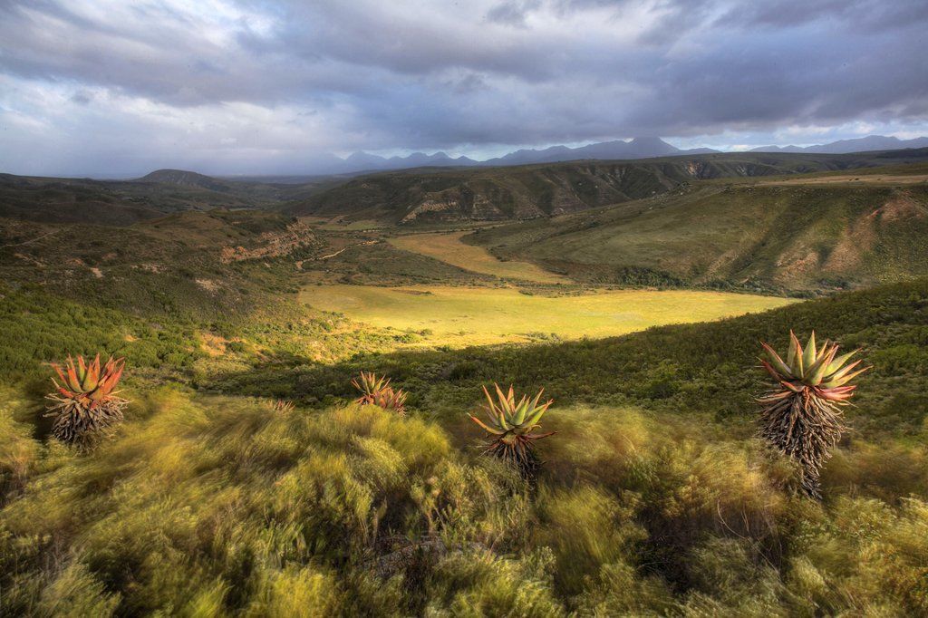 Gondwana Game Reserve Herbertsdale Esterno foto