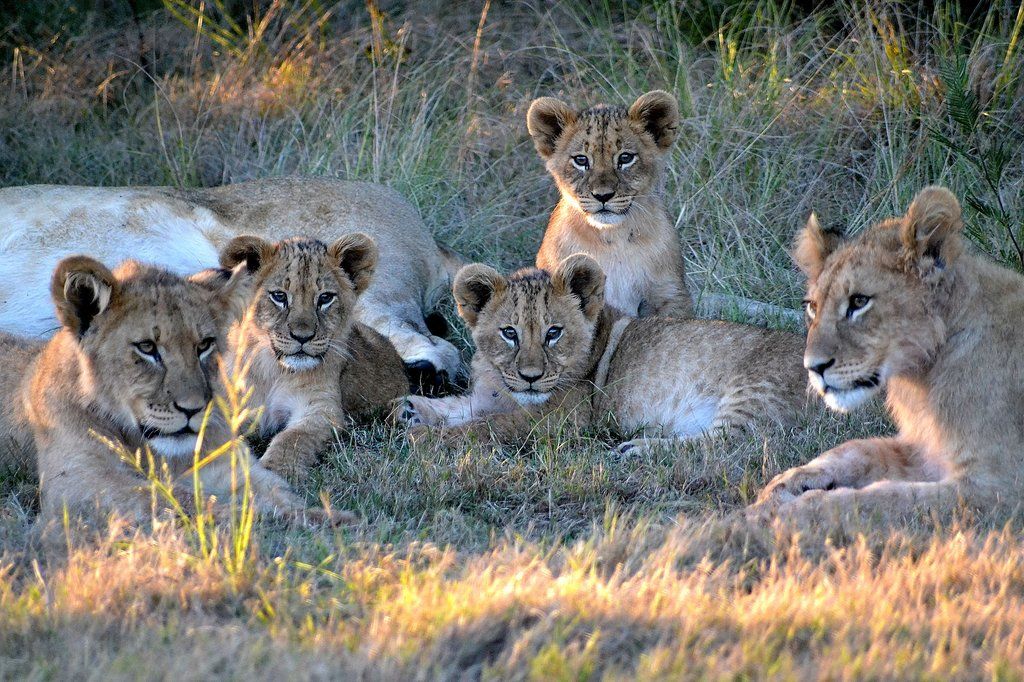 Gondwana Game Reserve Herbertsdale Esterno foto