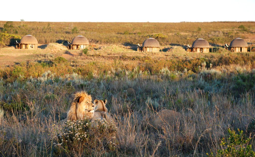 Gondwana Game Reserve Herbertsdale Esterno foto